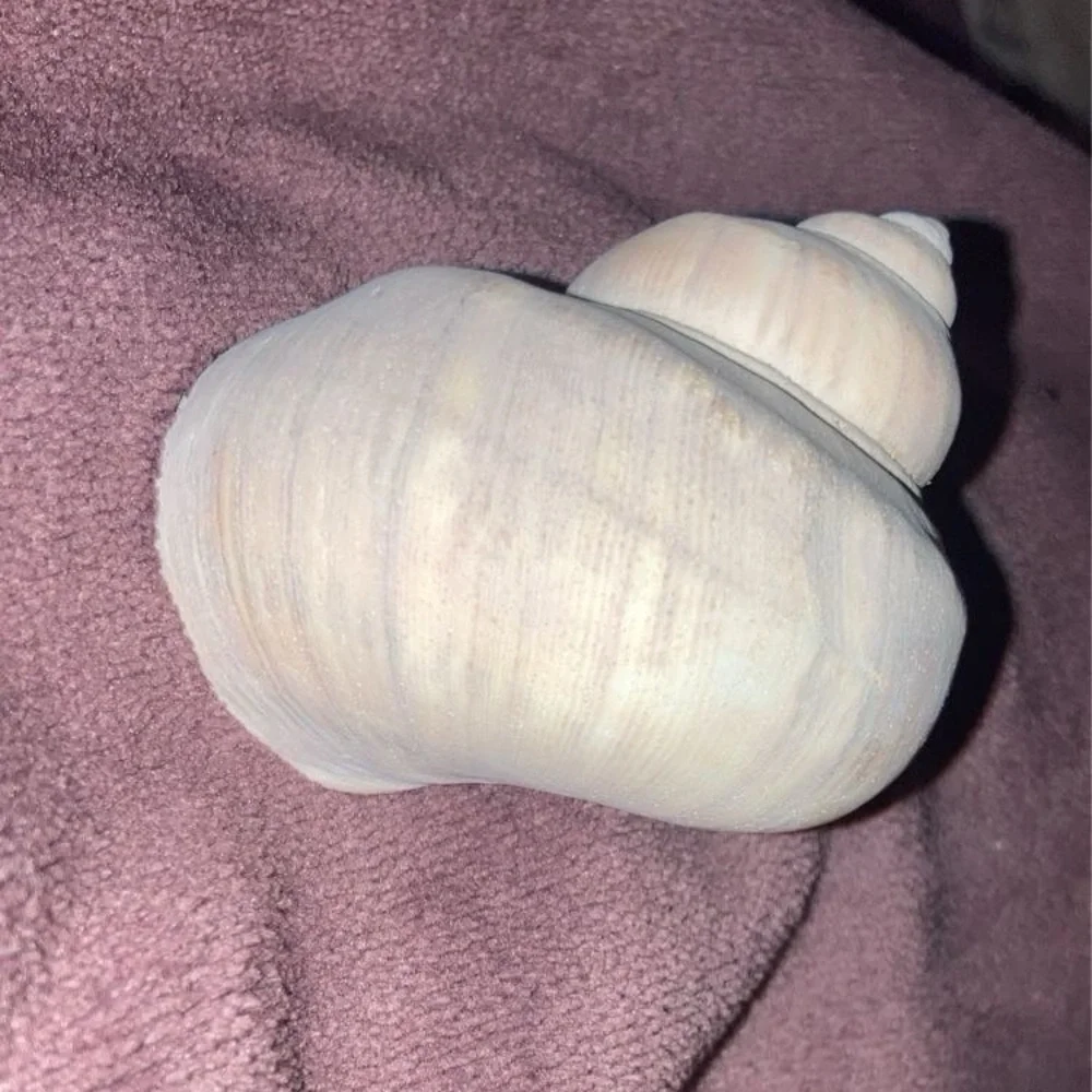 Sea shell